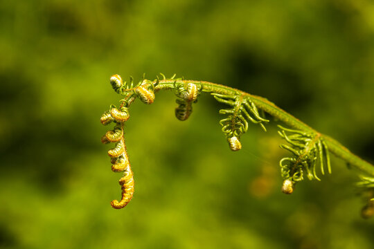 unrolling of newly formed fern frond (on green background) - circinate vernation