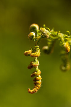 unrolling of newly formed fern frond (on green background) - circinate vernation