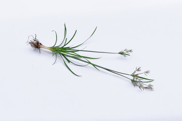 Nut grass (Cyperus rotundus Linn.) on isolated white background