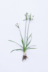 Nut grass (Cyperus rotundus Linn.) on isolated white background