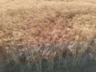 Wheat crop field, golden wheat farm, plant, Green cereal crops, Field of Wheat, Barley or Rye, ears of wheat