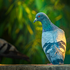 A Pigeon sitting on a wall