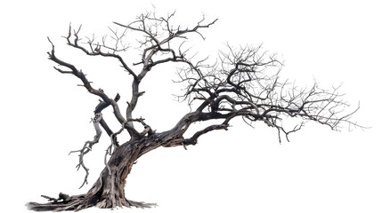 Timeless Solitude: A Highly Detailed of an Old, Dead Tree on a Pristine White Background