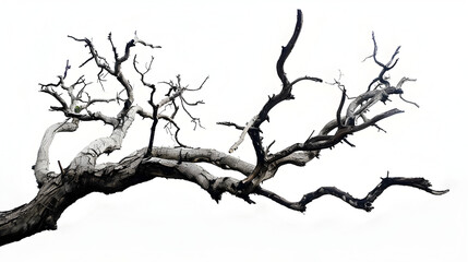 Intricate Textures of a Lonely Dead Tree Branch on a White Backdrop - obrazy, fototapety, plakaty