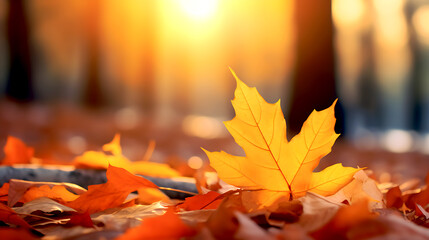 Beautiful orange autumn maple leaves close up in the forest with soft focus at sunset