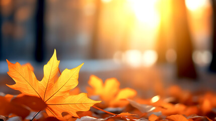 Beautiful orange autumn maple leaves close up in the forest with soft focus at sunset
