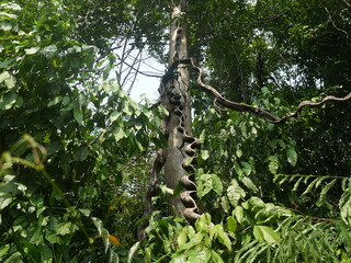 A large, crooked vine was wrapped around a tree in the middle of the forest