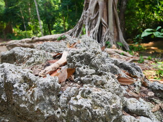 taproot and base of large trees in forests in national parks