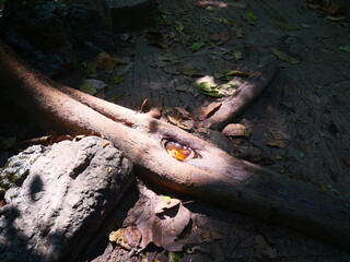 tree lying on the ground, sunlight shining in the hollow of the tree creates beautiful shadows
