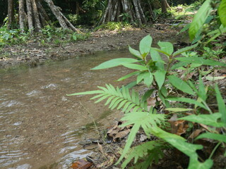Stream with clear water, grass and green trees in a national park