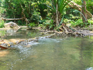 Stream with clear water, grass and green trees in a national park