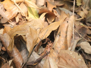 A pile of dry brown fallen leaves lies on the ground
