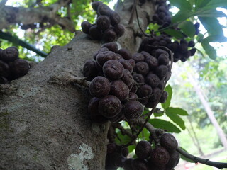 A bunch of purple wild fruits hangs on a tree in a Thailand national park