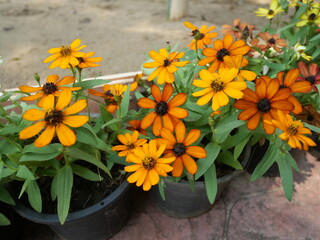 Orange cosmos flowers and green leaves in a pot