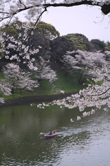 Obraz na płótnie Canvas 日本、東京の皇居のお堀、千鳥ヶ淵の桜の花