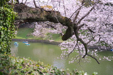 日本、東京の皇居のお堀、千鳥ヶ淵の桜の花