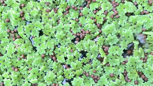 Azolla floating on the surface of the water