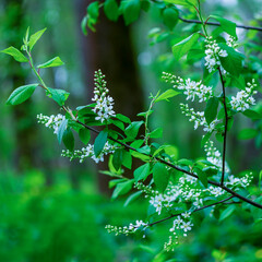 White bird cherry blossoms in the park on a blurred background with bokeh effect.