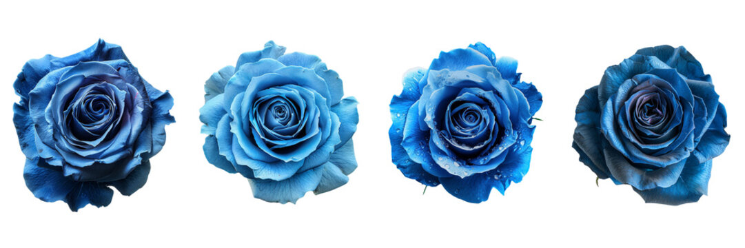 Set of blue rose flower  on white background , transparent png 
