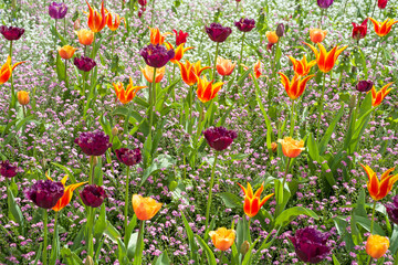 Multi-coloured purple, red and yellow tulips surrounded by wild plants in a garden display in the...