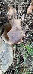 Closeup photograph of a dried out Jacaranda tree seed pod that has split open