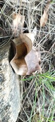 Closeup photograph of a dried out Jacaranda tree seed pod that has split open