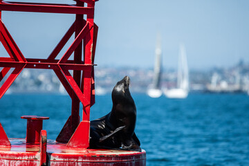 Seal on bright red red navigation mark in San Diego, California.