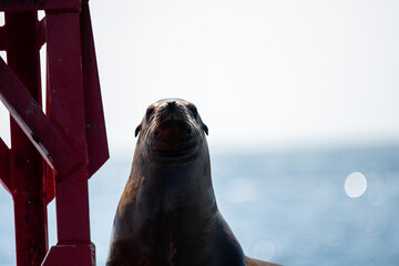 Seal on bright red red navigation mark in San Diego, California.
