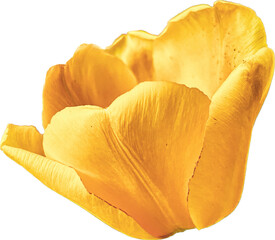 yellow rose petals