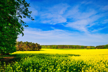Raps - Rapsblüte - Feld - Yellow - Rapeseed - Beautiul - Sky - Background - Concept  - Ecology -...