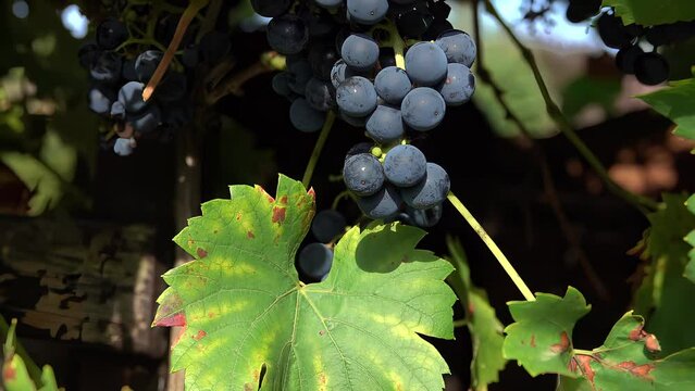 Panorama of the grape vine with ripe dark grapes. Harvest Season. Picking grapes. The Local Farm. 