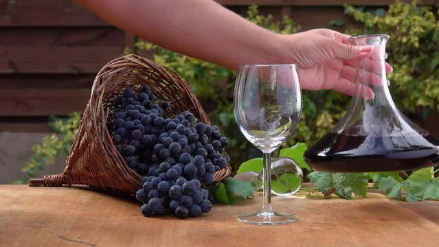 Hand takes a beautiful jug and pours red wine into the glass on the background of dark purple grapes in conical basket. Harvest Season on the Local Farm. Wine Industry