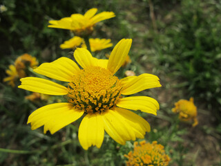 Fiori e insetti