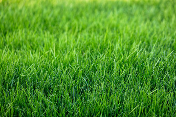 Fototapeta premium Natural green grass background, fresh lawn