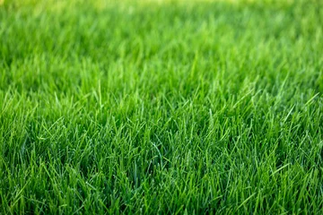 Fotobehang Natural green grass background, fresh lawn © Mariusz Blach