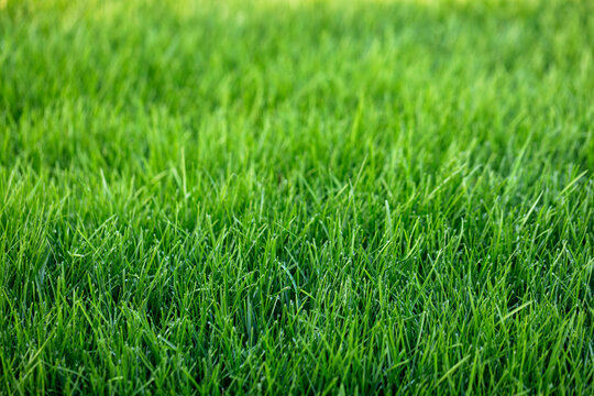 Fototapeta Natural green grass background, fresh lawn