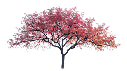 A tree with red leaves is standing alone on a white background - Powered by Adobe