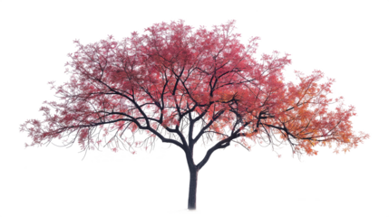 A tree with red leaves is standing alone on a white background