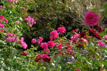 Fototapeta premium pink rose in full blooming 