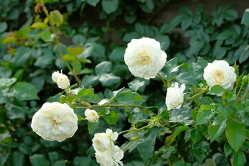 white rose in full blooming