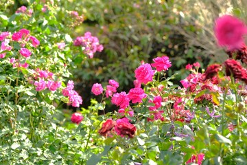 Obraz premium pink rose in full blooming 
