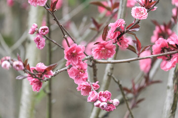 beautiful soft Pink  plum flower bloomimg on the tree branch.  Small fresh buds and many petals layer romantic flora in botany garden blue sky background.
