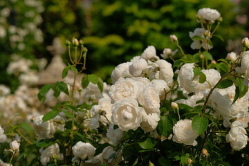Obraz na płótnie Canvas white rose in full blooming