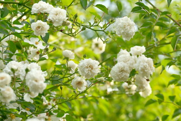 white rose in full blooming