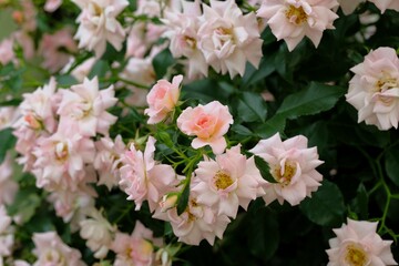 pink rose in full blooming	