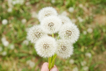 White Dandelions Blooming in Isolation on Pure Background, Ideal for Spring and Summer Themes