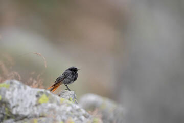 Young black redstart male in the mountains (Phoenicurus ochruros)