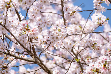 Pink fresh bouquet Japanese cherry blossoms flower or sakura bloomimg on the tree branch.  Small fresh buds and many petals layer romantic flora in botany garden blue sky background.