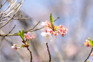 soft pink and wilted Japanese cherry blossoms flower or sakura bloomimg on the tree branch.  Small fresh buds and many petals layer romantic flora in botany garden.