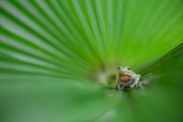 On a palm leaf, fine art portrait of Italian tree frog (Hyla intermedia)